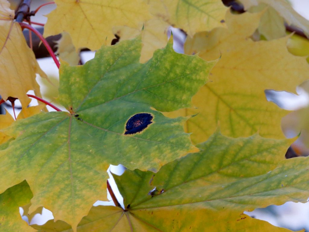 Rhytisma acerinum (Pers.) Fr.