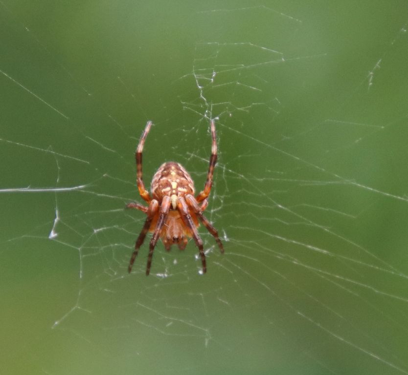 Araneus diadematus Clerck, 1757