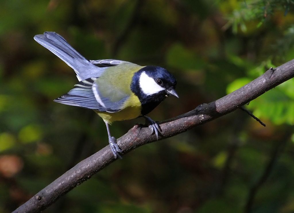 Parus major Linnaeus, 1758