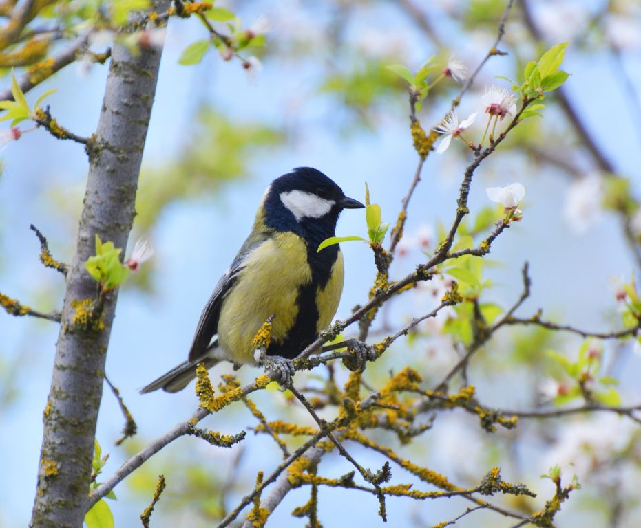 Parus major Linnaeus, 1758