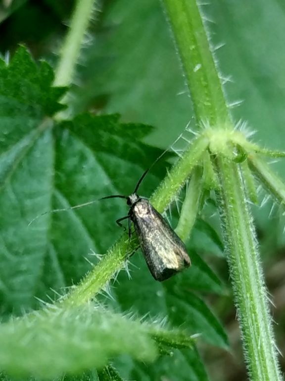 Adela reaumurella (Linnaeus, 1758)