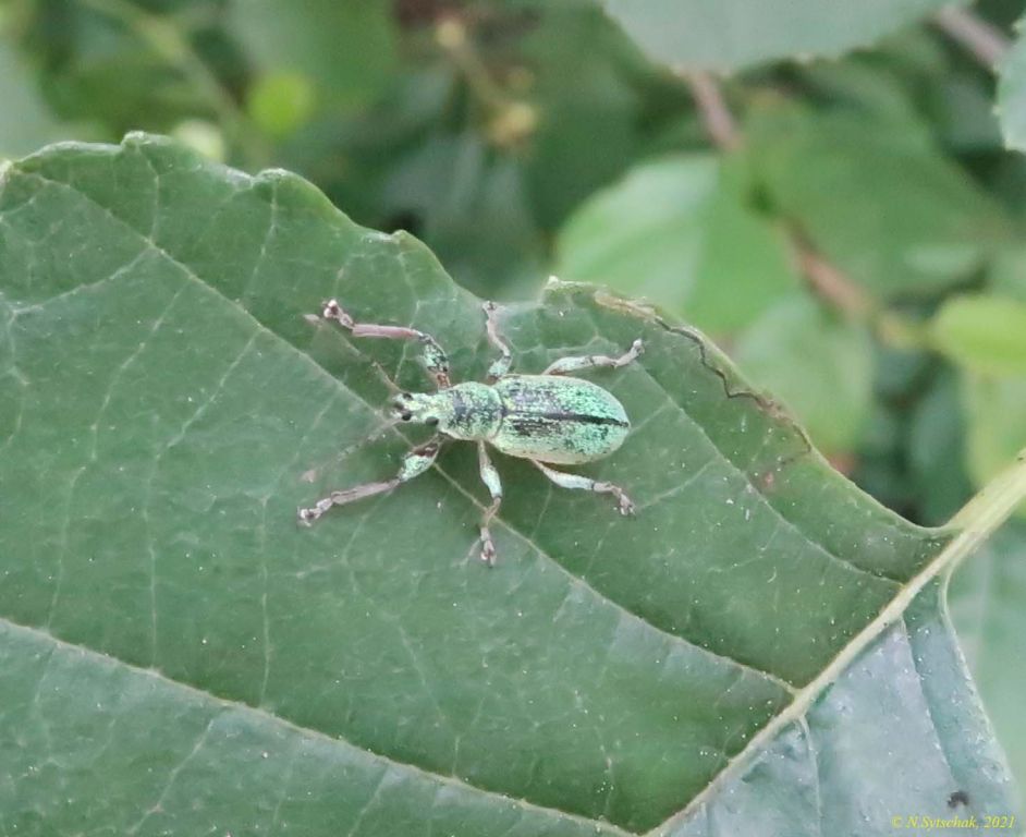 Phyllobius (Dieletus) argentatus (Linnaeus, 1758)