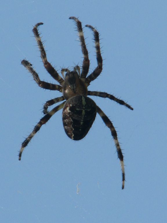 Araneus diadematus Clerck, 1757