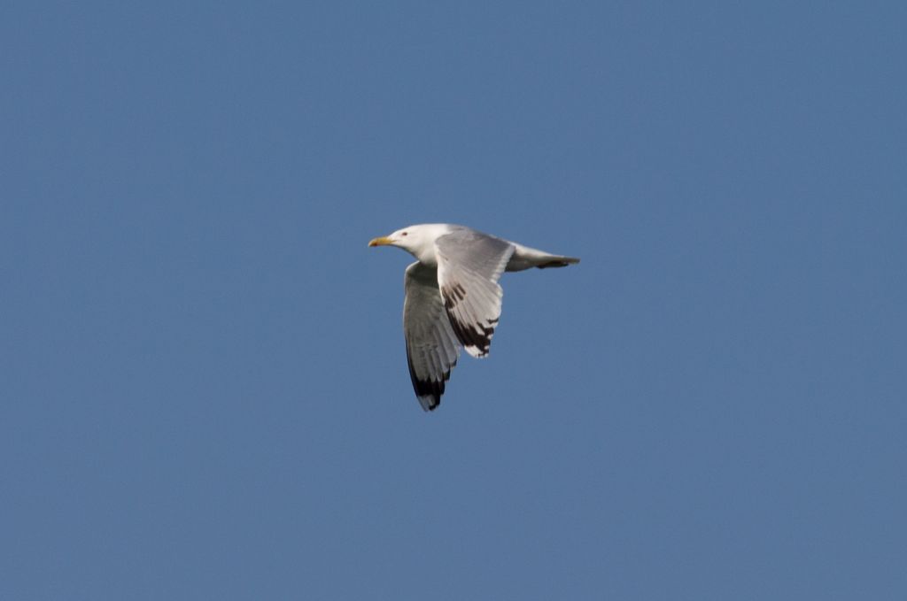 Larus cachinnans Pallas, 1811