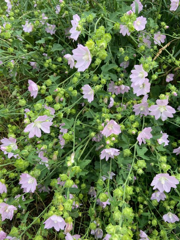 Malva thuringiaca (L.) Vis.