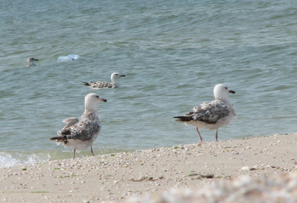 Larus cachinnans Pallas, 1811