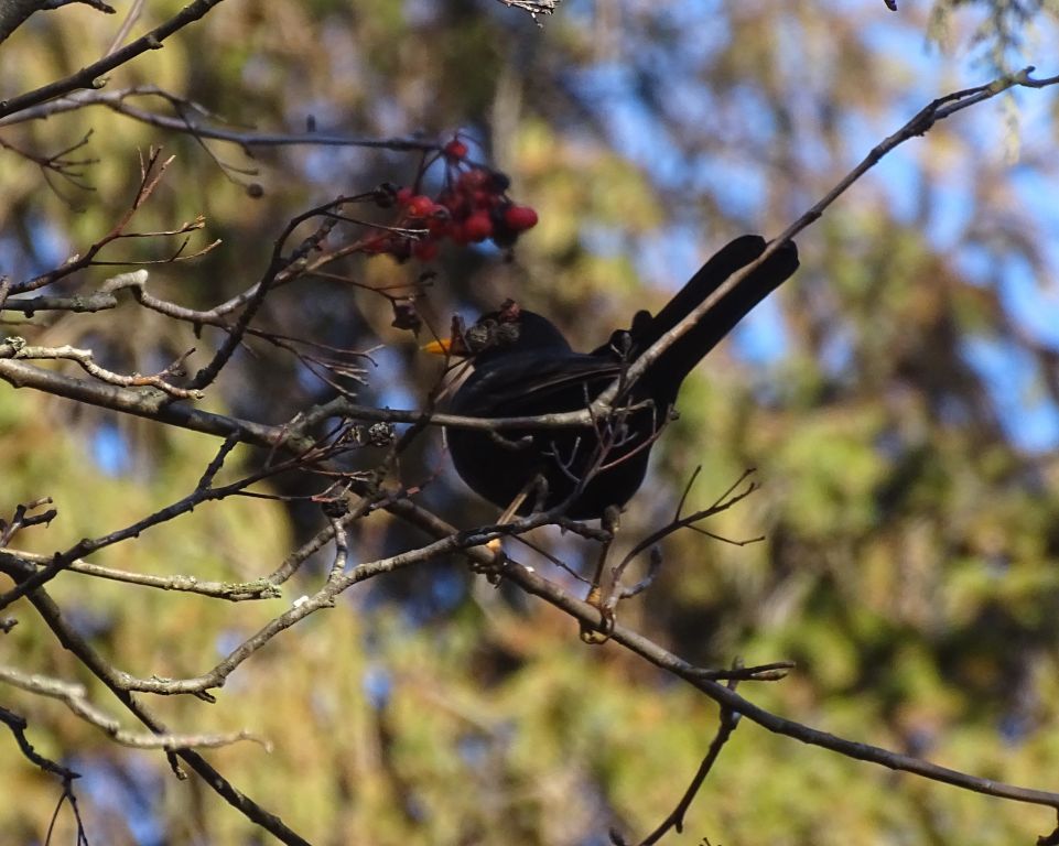 Turdus merula Linnaeus, 1758