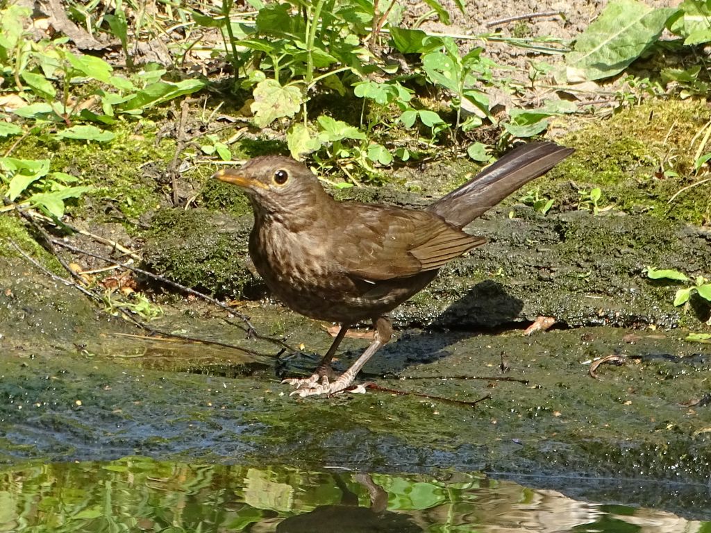 Turdus merula Linnaeus, 1758