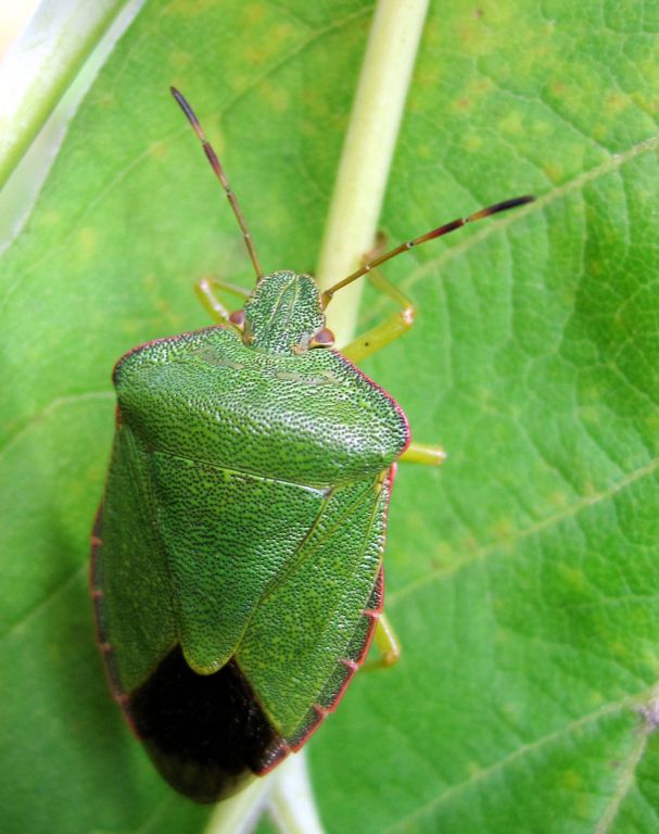 Palomena prasina (Linnaeus, 1761)
