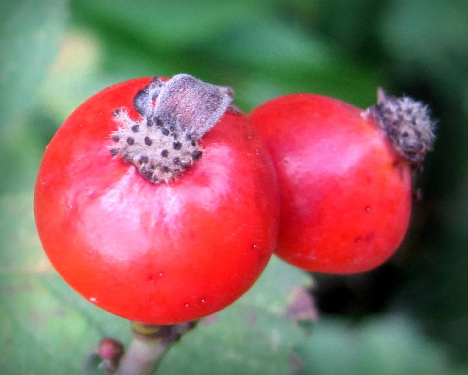 Rosa
