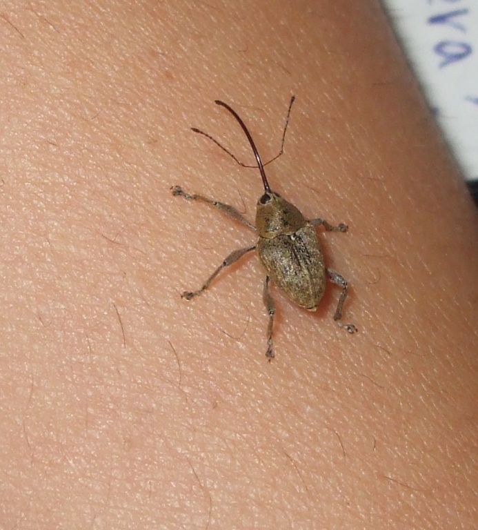 Curculio glandium Marsham, 1802