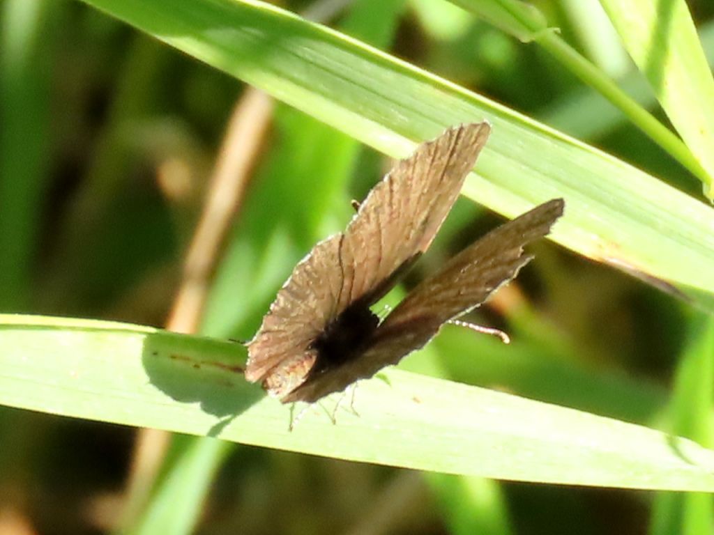 Cupido (Everes) decolorata (Staudinger, 1886)