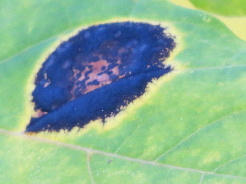 Rhytisma acerinum (Pers.) Fr.
