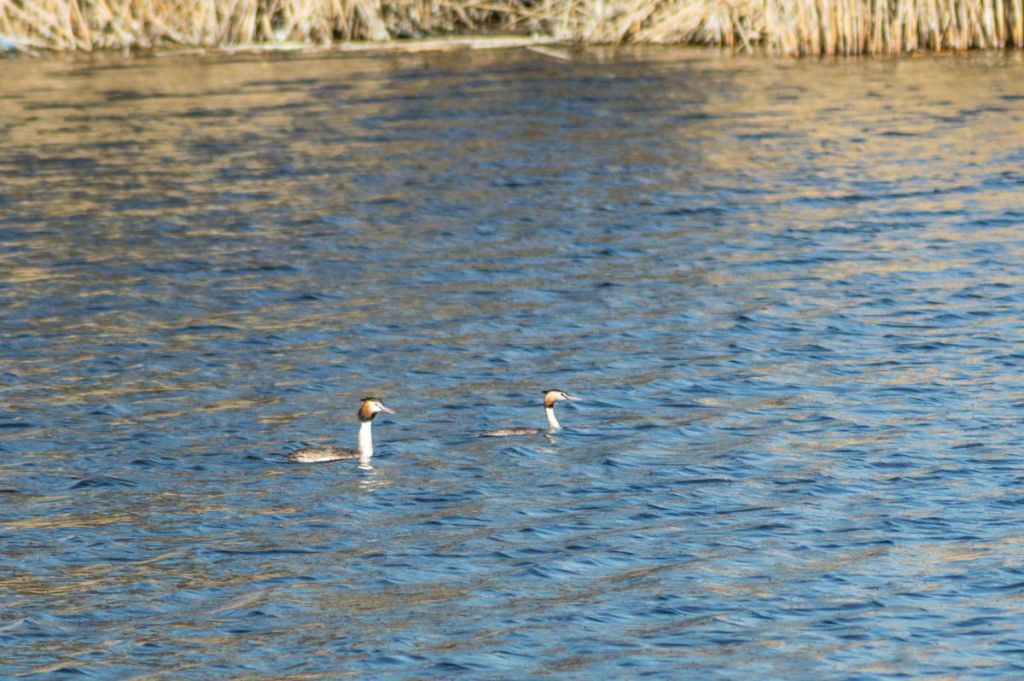 Podiceps cristatus (Linnaeus, 1758)