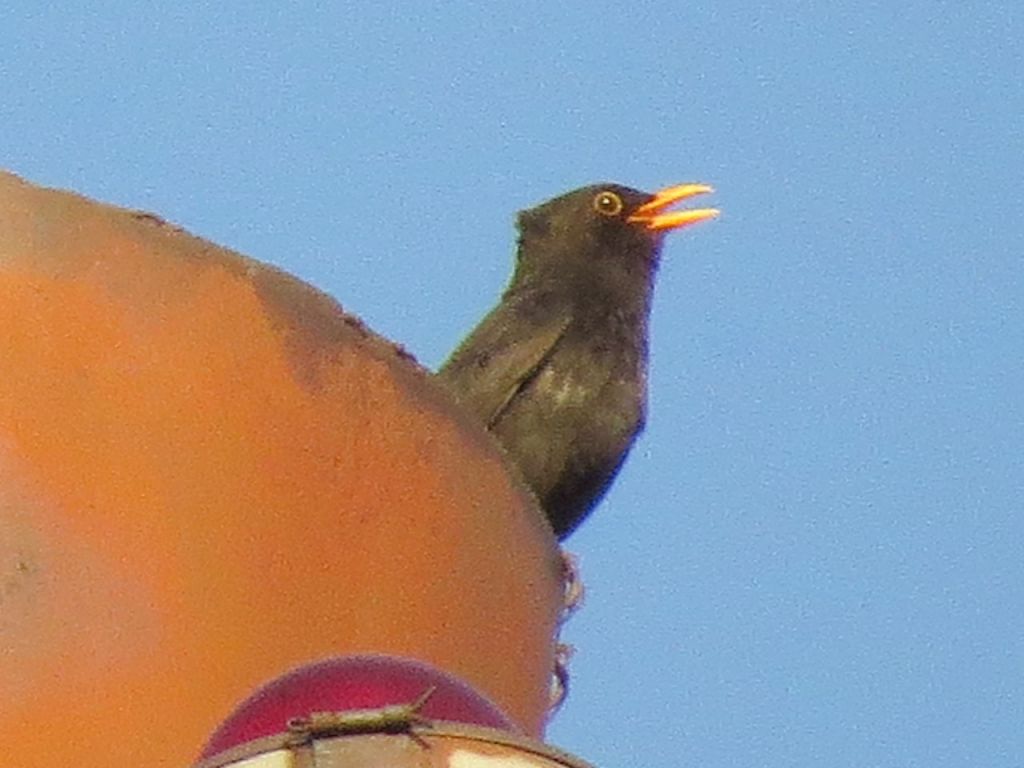 Turdus merula Linnaeus, 1758