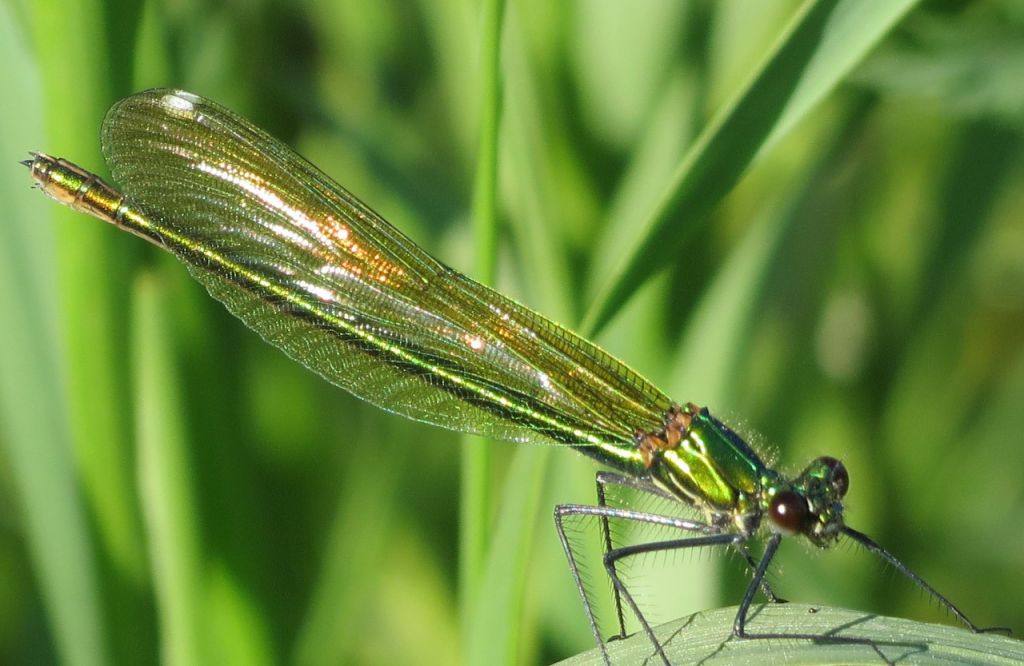 Calopteryx splendens (Harris, 1782)