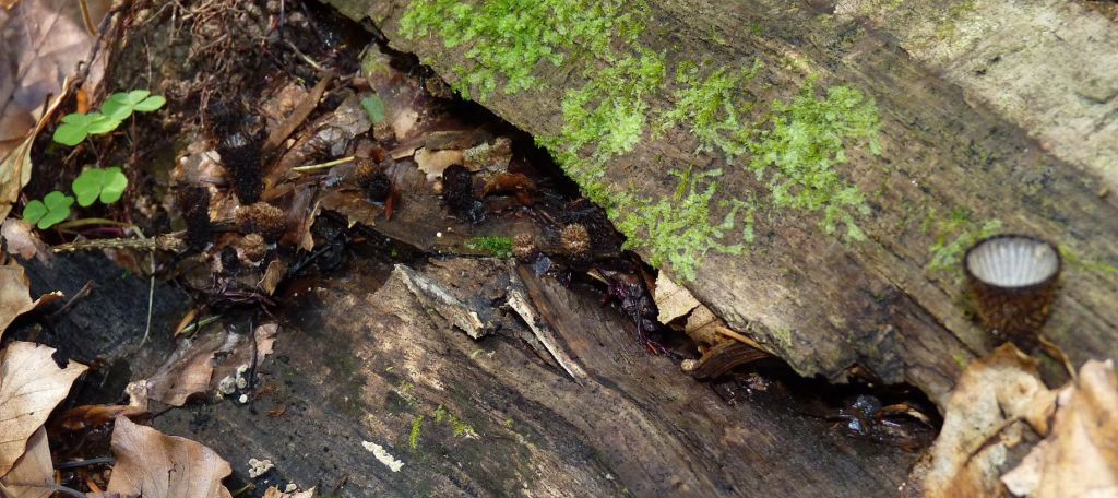 Cyathus striatus (Huds.) Willd.