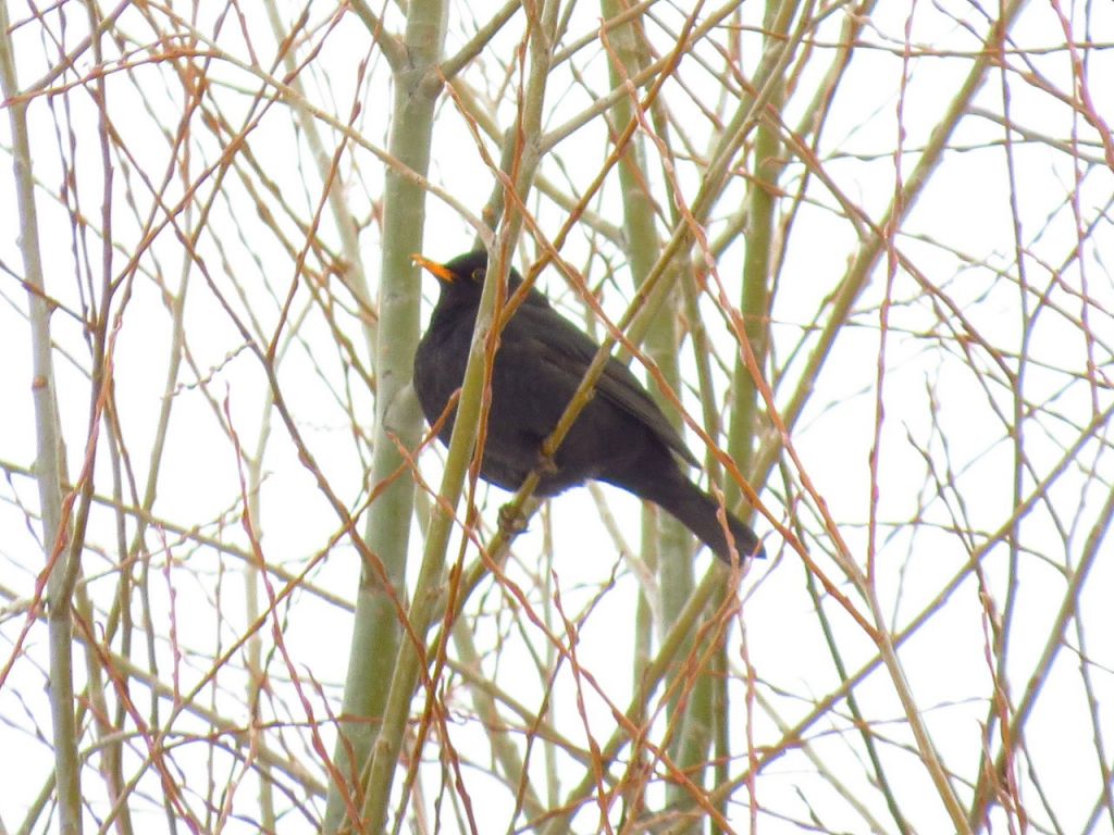 Turdus merula Linnaeus, 1758