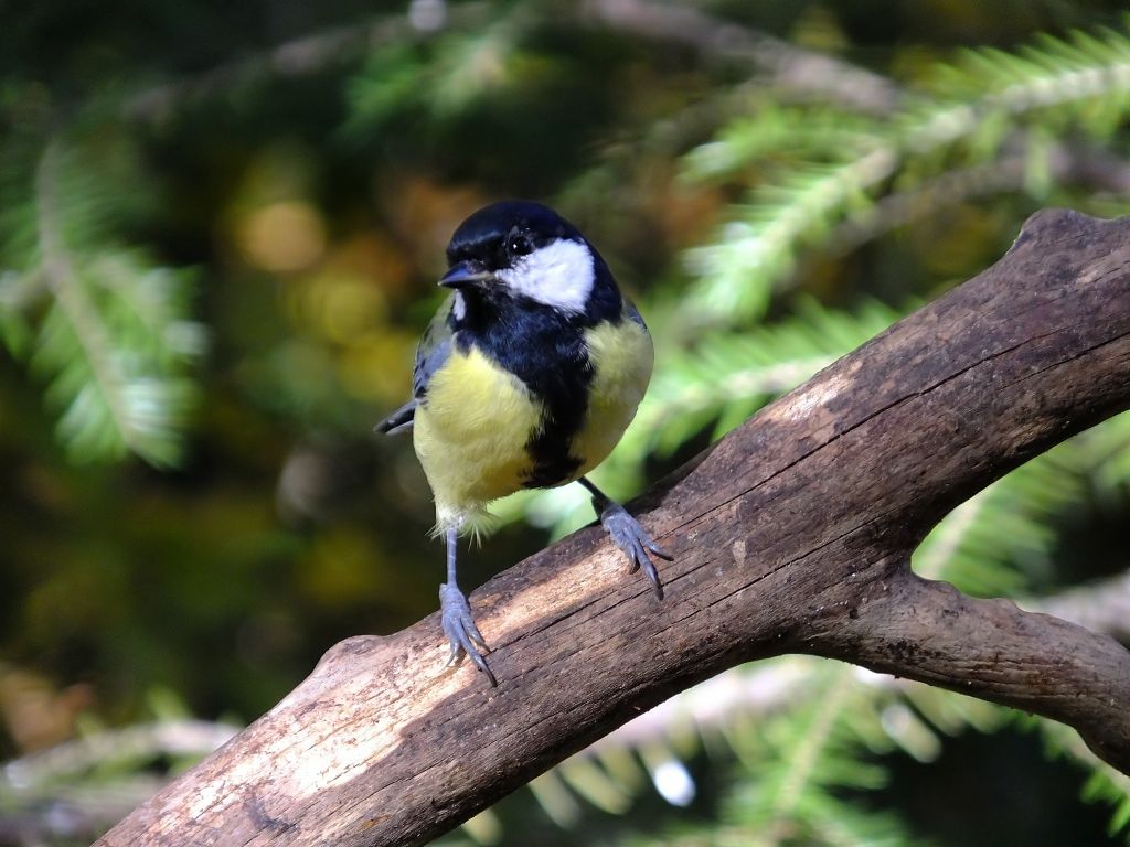 Parus major Linnaeus, 1758