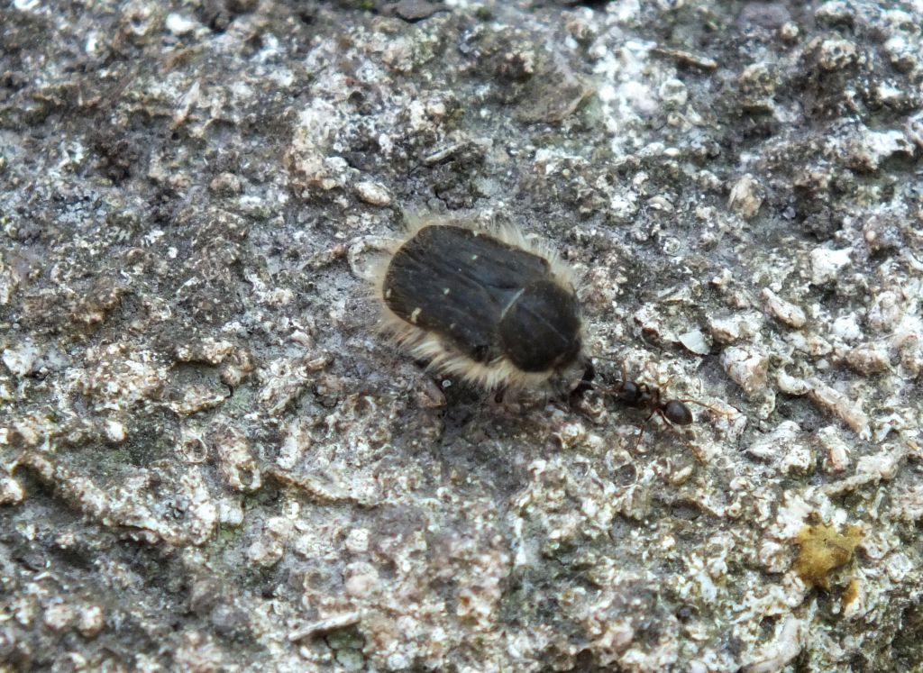 Tropinota (Epicometis) hirta (Poda, 1761)