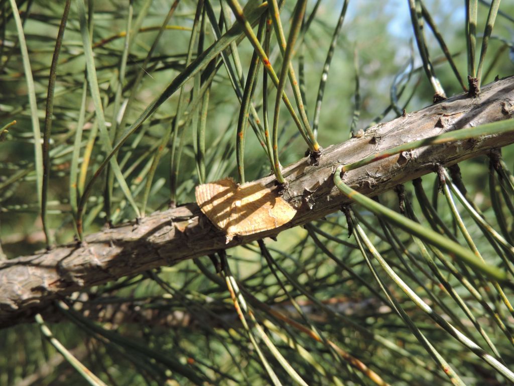 Camptogramma bilineata (Linnaeus, 1758)