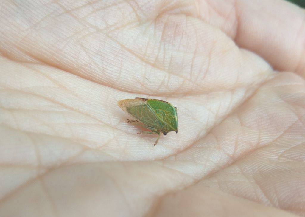 Stictocephala bisonia Kopp & Yonke, 1977