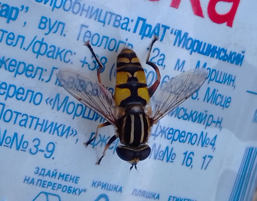Helophilus pendulus (Linnaeus, 1758)