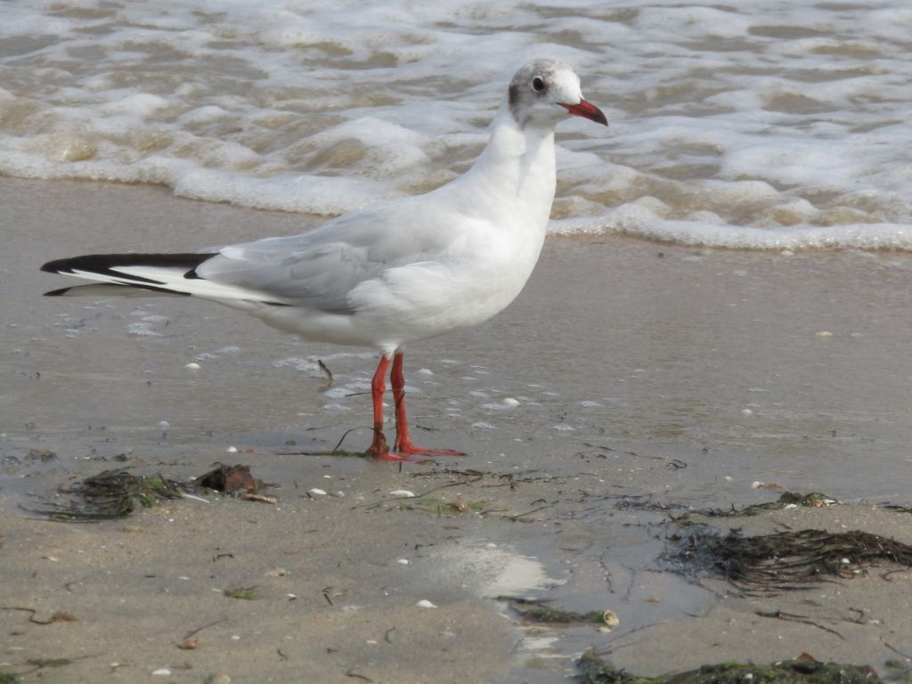 Chroicocephalus ridibundus (Linnaeus, 1766)