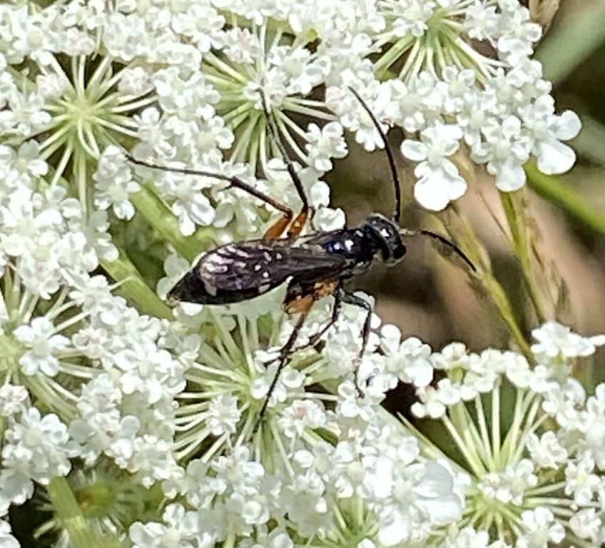 Aculeata