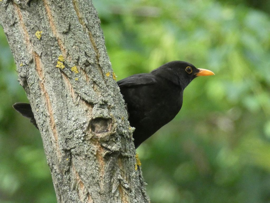 Turdus merula Linnaeus, 1758