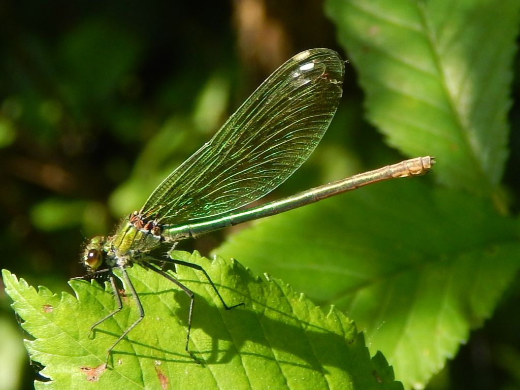 Calopteryx splendens (Harris, 1782)