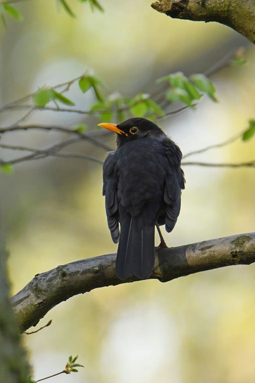Turdus merula Linnaeus, 1758