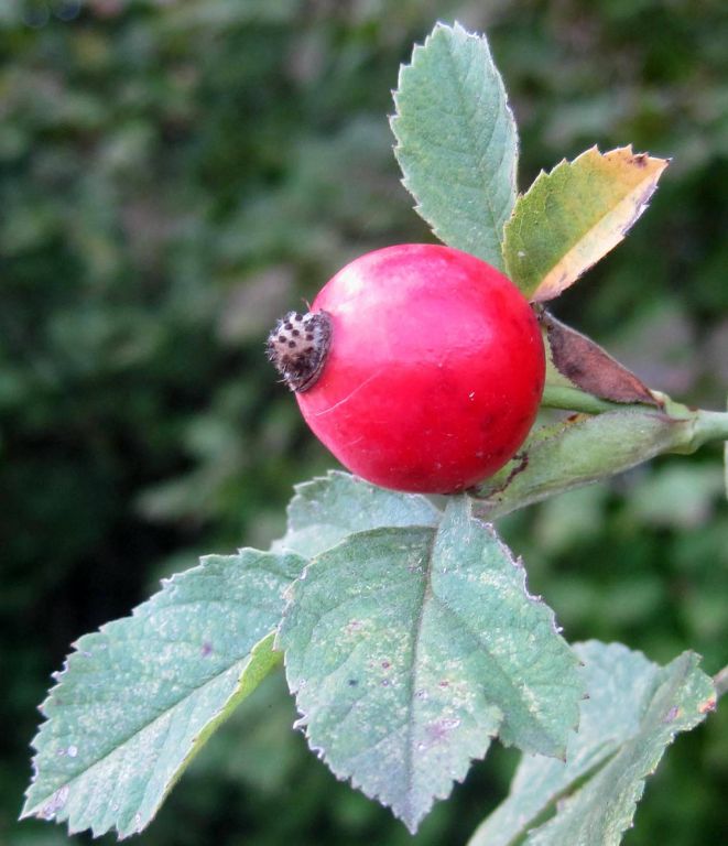 Rosa