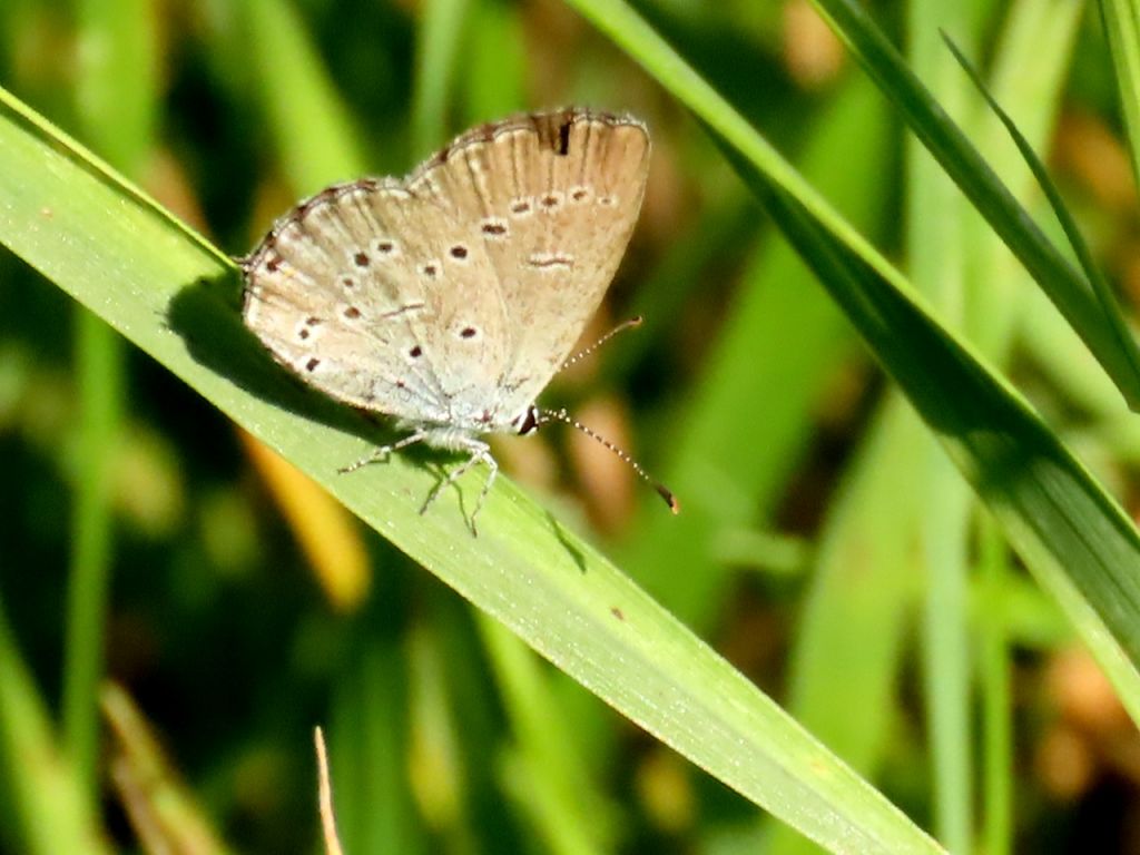 Cupido (Everes) decolorata (Staudinger, 1886)