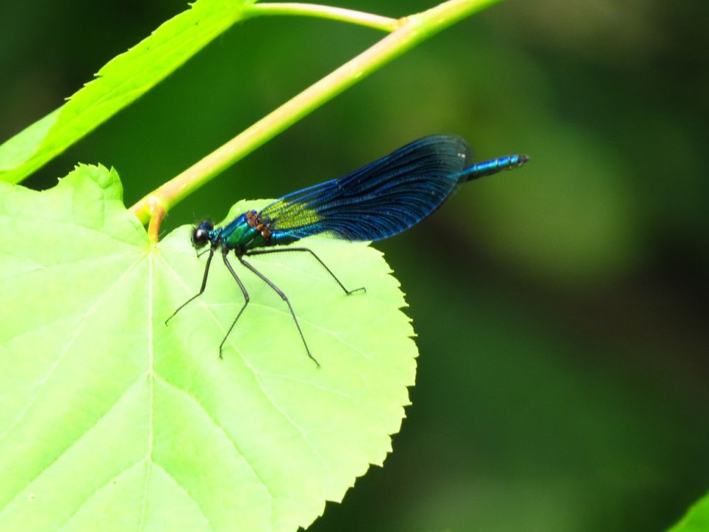 Calopteryx splendens (Harris, 1782)