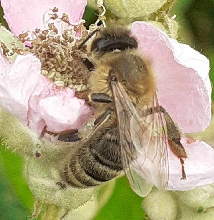 Aculeata