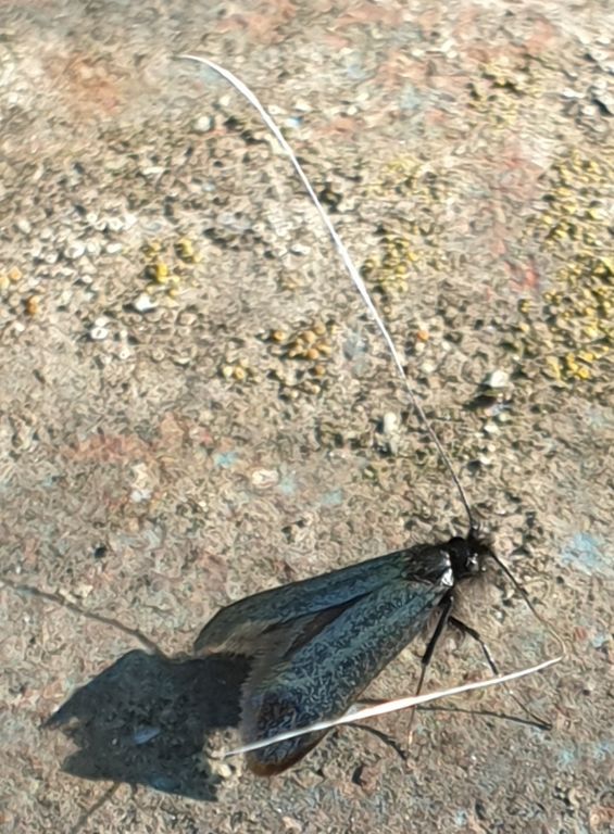 Adela reaumurella (Linnaeus, 1758)