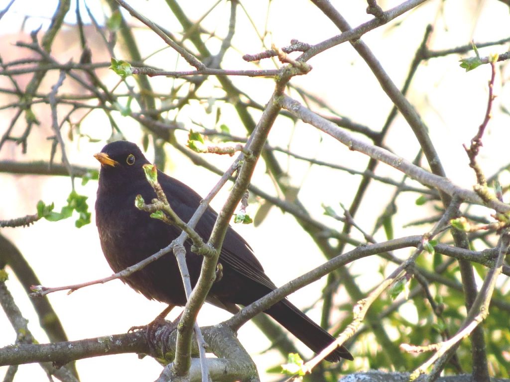 Turdus merula Linnaeus, 1758