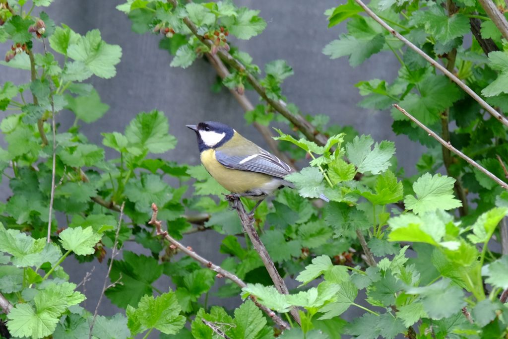 Parus major Linnaeus, 1758