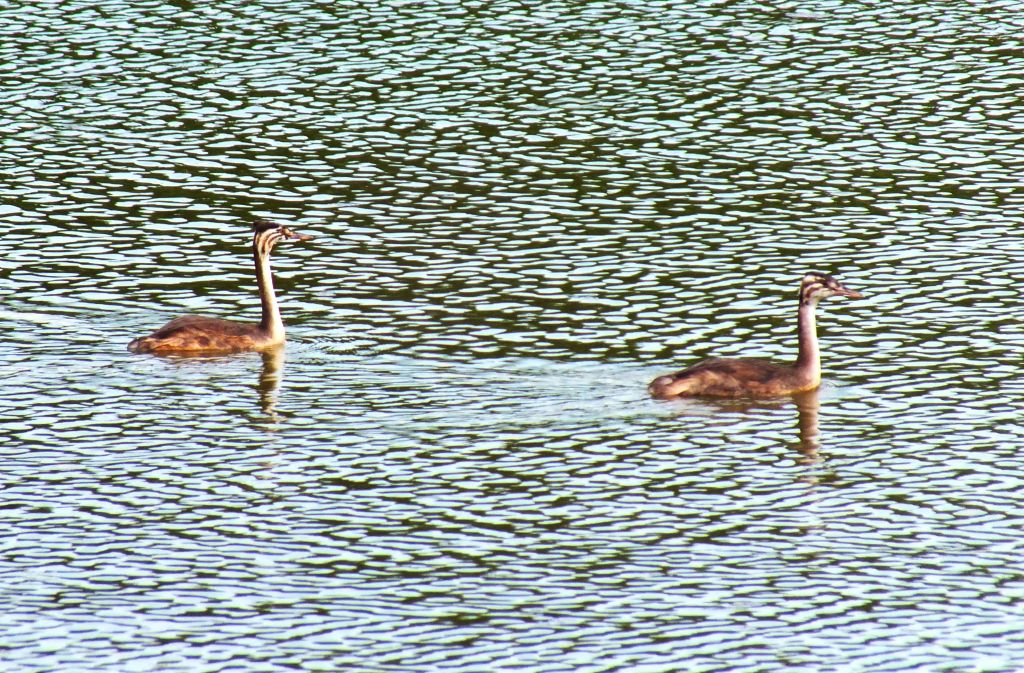 Podiceps cristatus (Linnaeus, 1758)