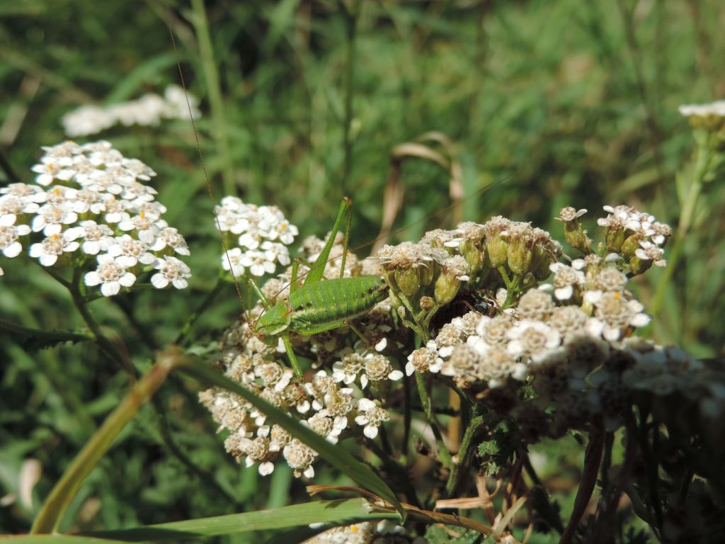 Phaneropteridae