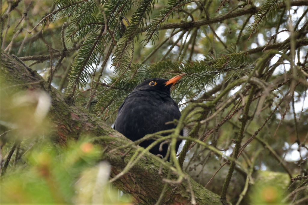 Turdus merula Linnaeus, 1758