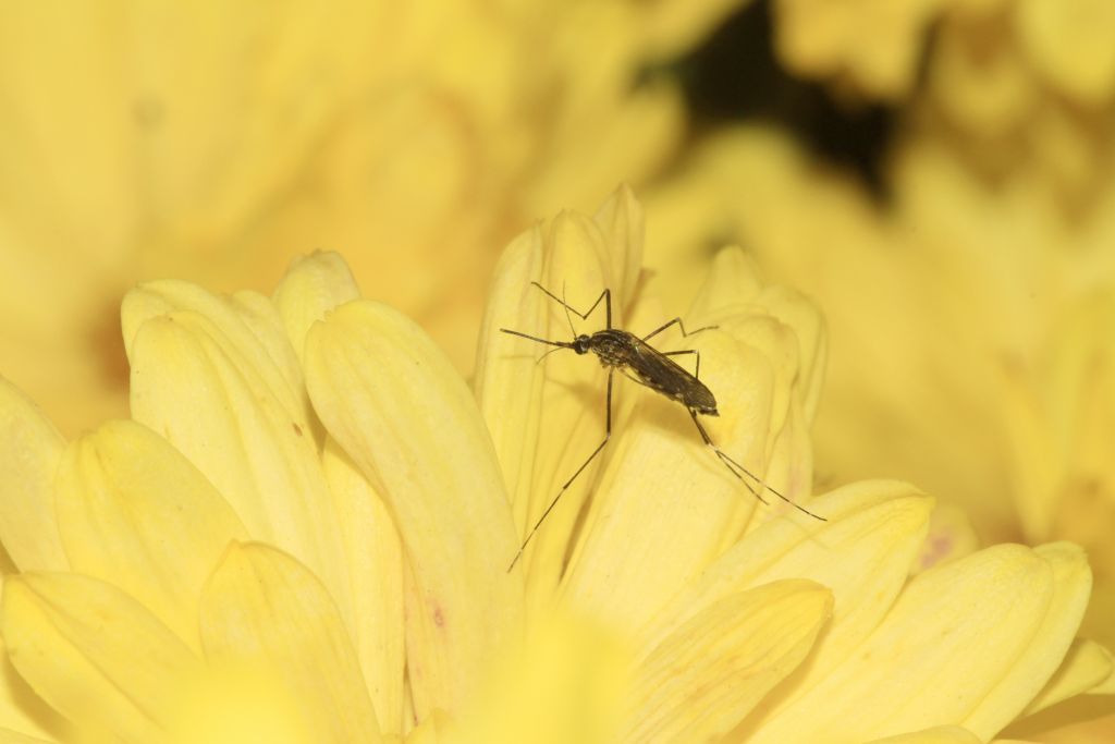 Culicidae Meigen, 1818