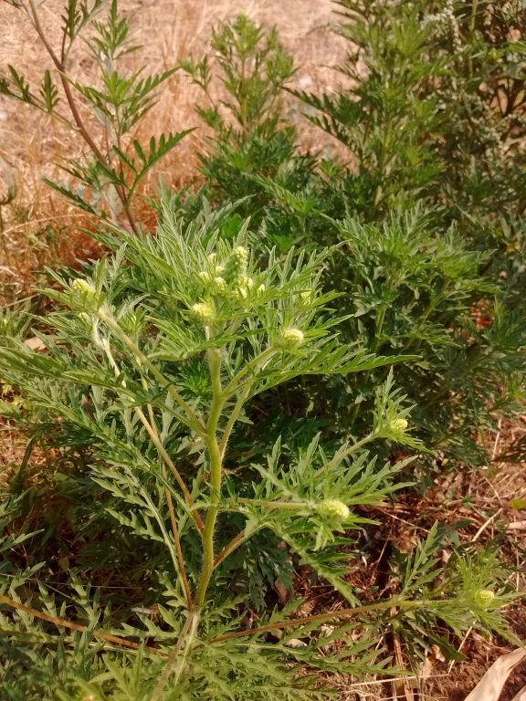 Ambrosia artemisiifolia L.