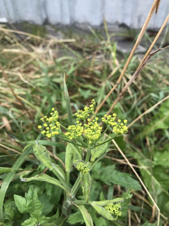 Pastinaca sativa L.