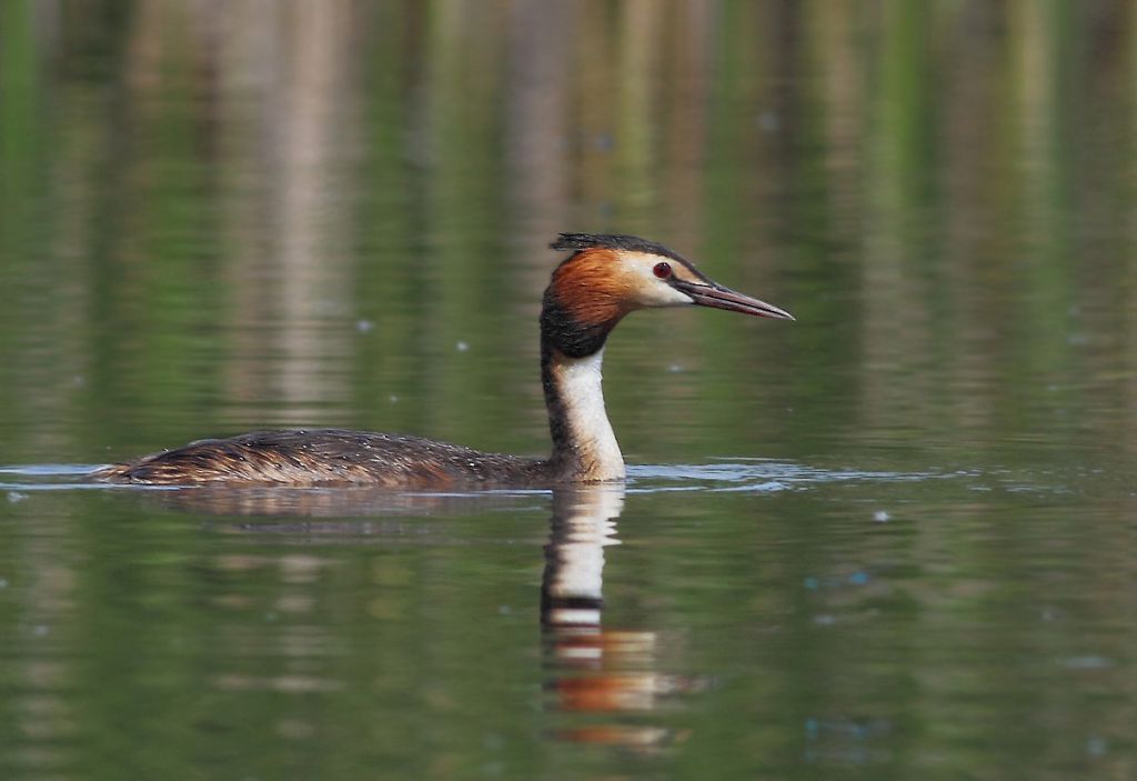 Podiceps cristatus (Linnaeus, 1758)