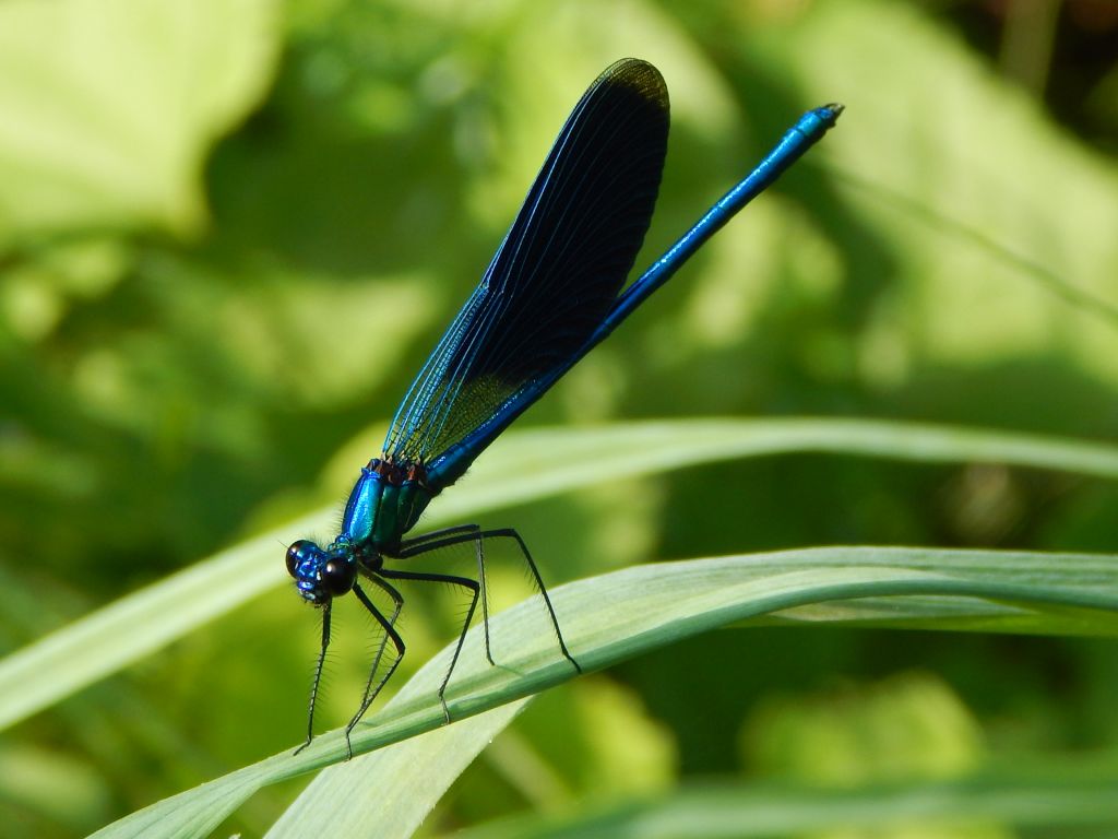 Calopteryx splendens (Harris, 1782)
