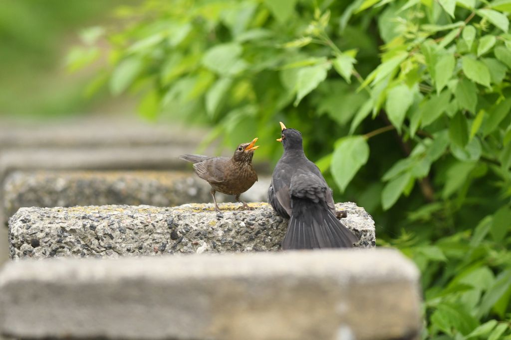 Turdus merula Linnaeus, 1758