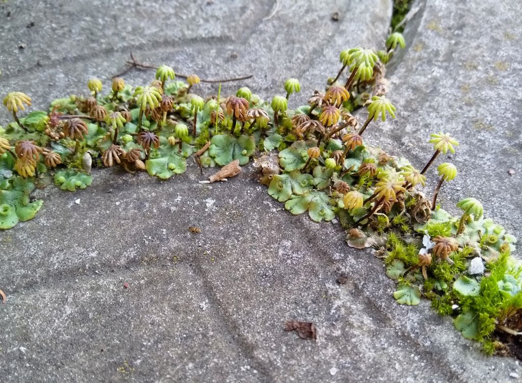 Marchantia polymorpha L.
