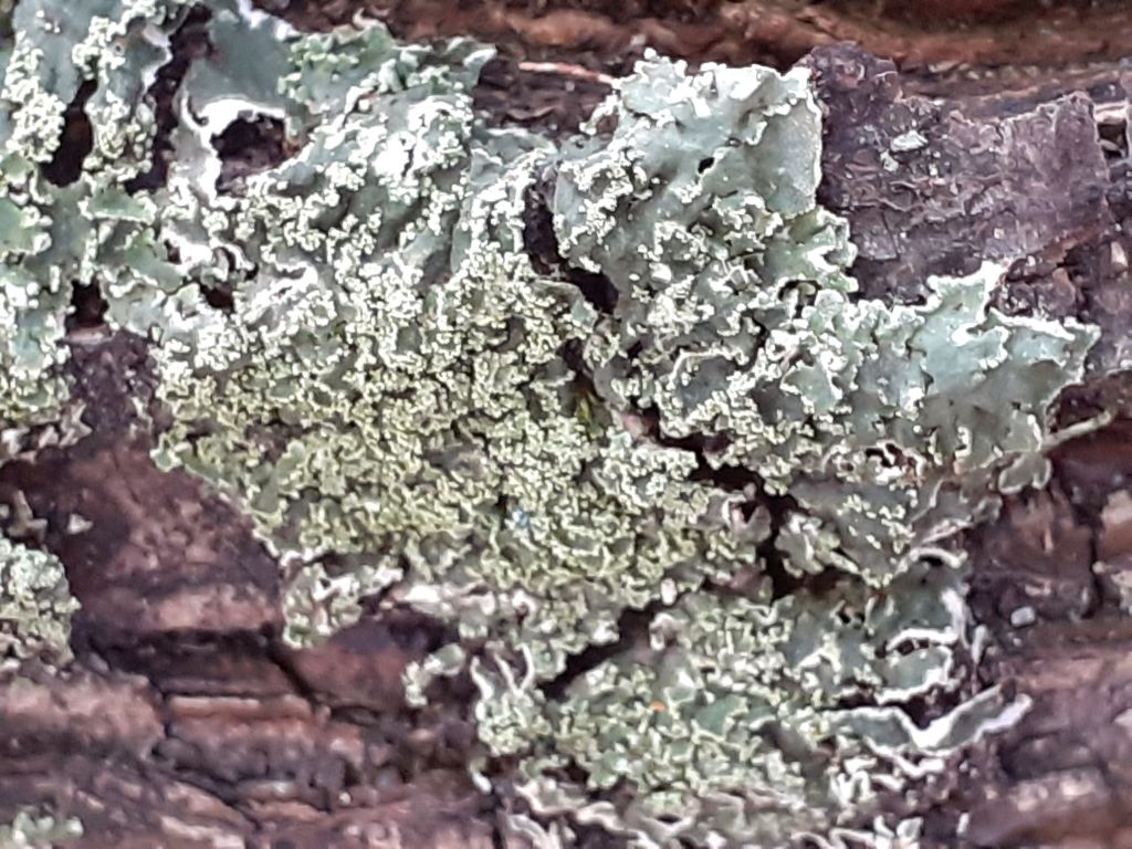 Teloschistaceae